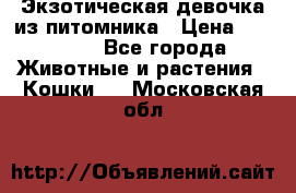 Экзотическая девочка из питомника › Цена ­ 25 000 - Все города Животные и растения » Кошки   . Московская обл.